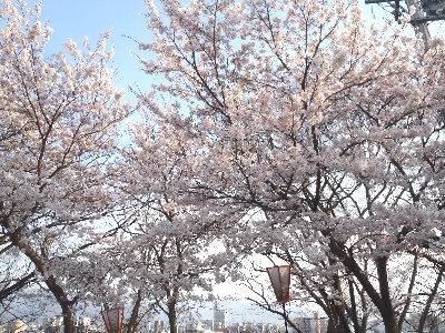 20120421桜