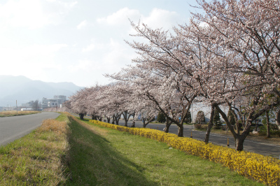 桜その1