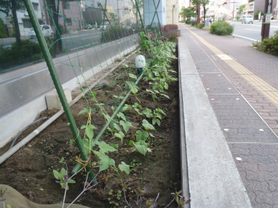 グリーンカーテン全景