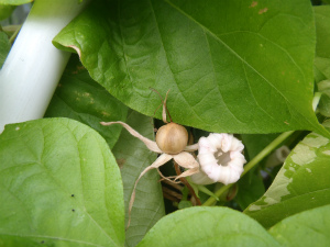 種と花