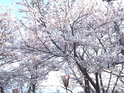 20120421桜