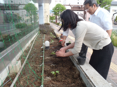 苗を植えました