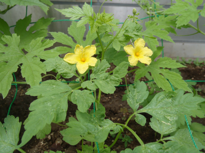 20120713ゴーヤの花 20120713ゴーヤの花