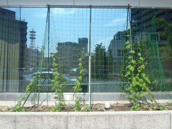 20130710ゴーヤ 20130710ゴーヤ