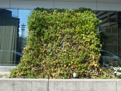 10月のグリーンカーテン 10月のグリーンカーテン