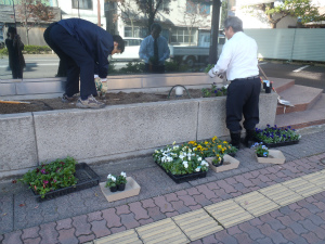 植え替え作業